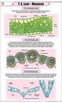 T.S Leaf - Monocot Chart