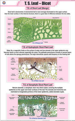 T.S. Leaf Dicot Chart