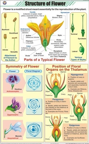 Structure of Flower Chart