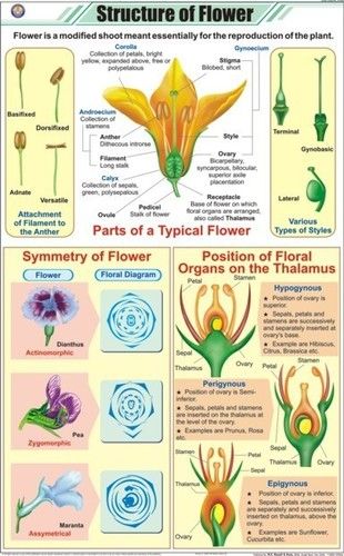 Structure of Flower Chart