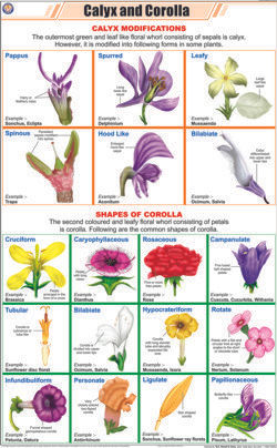 Calyx and Corolla Chart