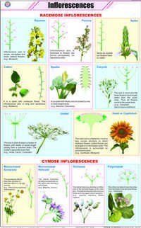 Inflorescences Chart