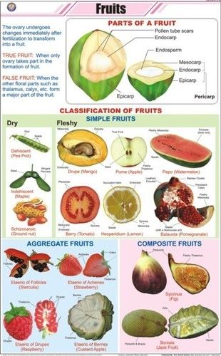 Fruits Chart