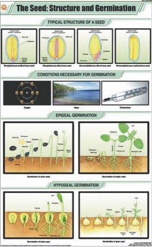 The Seed Structure & Germination Chart