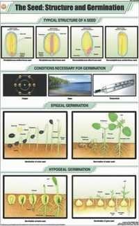 The Seed Structure & Germination Chart