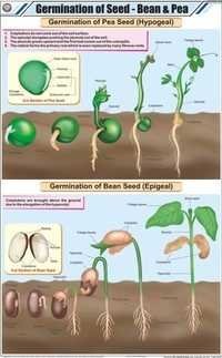 Germination of Seed Bean & Pea Chart
