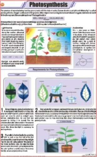 Photosynthesis Chart