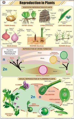 Reproduction in Plants Chart