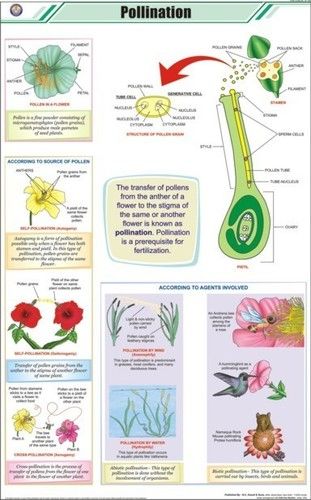 Pollination Chart