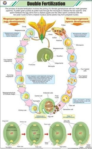 Double Fertilization Chart