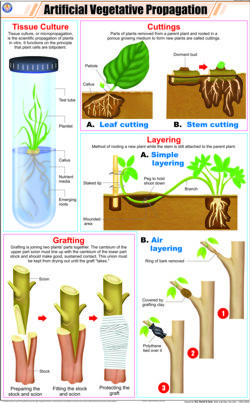 Artificial Vegetative Propagation Chart