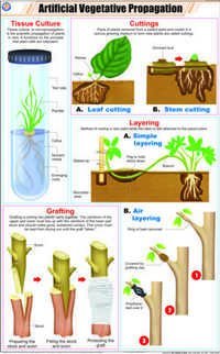 Artificial Vegetative Propagation Chart