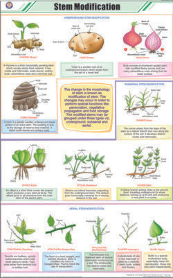 Stem Modification Chart