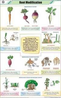 Root Modifications Chart