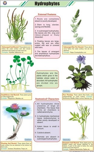 Hydrophytes Chart Equipment Materials: Art Paper Laminated