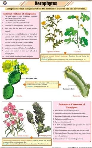 Xerophytes Chart Equipment Materials: Art Paper Laminated