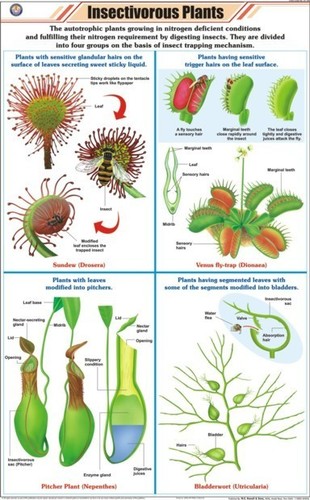Insectivorous Plants Chart at Best Price in New Delhi, Delhi | N. C. Kansil & Sons Insectivorous Plants Chart at Best Price in New Delhi, Delhi | N. C. Kansil & Sons
