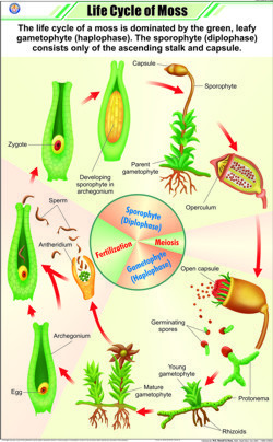 Life Cycle of Moss Chart