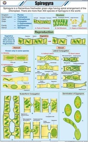 Spirogyra Chart Equipment Materials: Art Paper Laminated