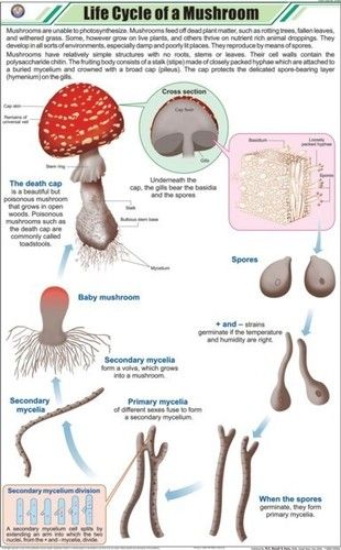 Life Cycle of Mushroom Chart