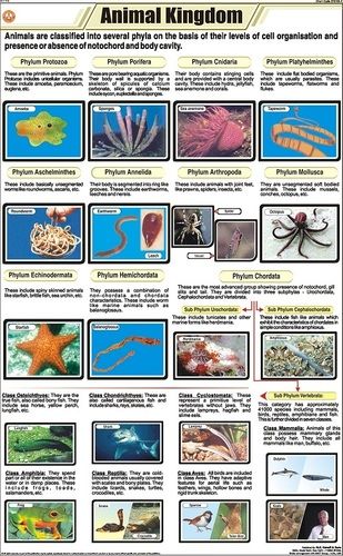 Animal Classification Chart