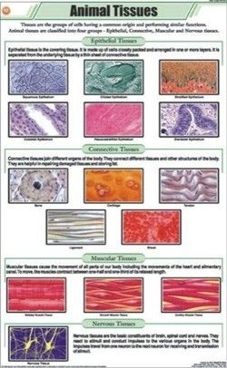 Animal Tissues Chart
