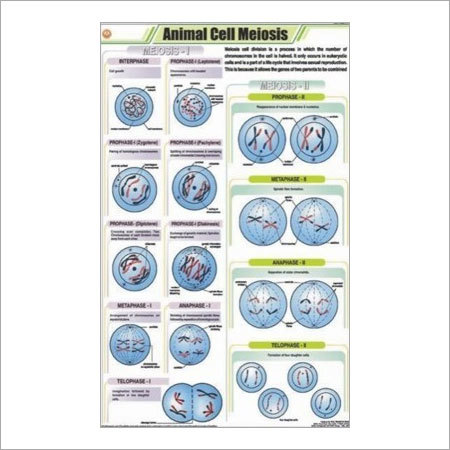 Animal Cell Meiosis Chart