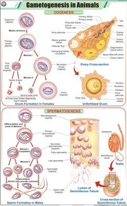 Gametogenesis in Animals Chart