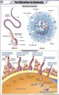 Fertilization in Animals Chart