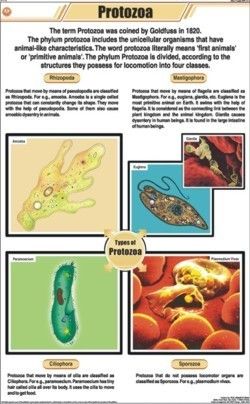 Protozoa Chart