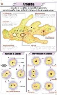 Amoeba Chart