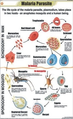 Malaria Parasite Chart