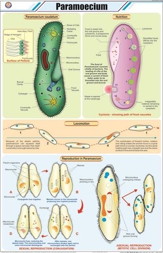 Paramoecium Chart