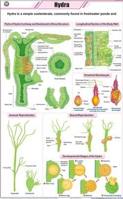 Hydra Chart