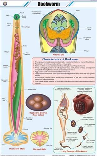 Hookworm Chart