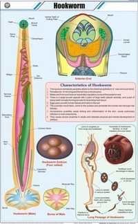 Hookworm Chart