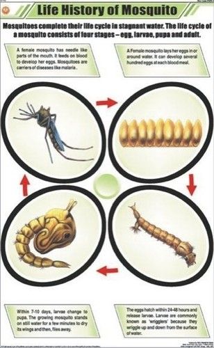 Life History of Mosquito Chart