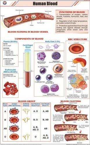 Human Blood Chart