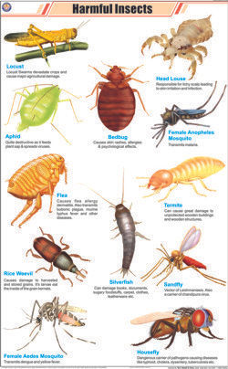 Harmful Insects Chart