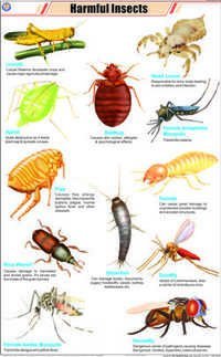 Harmful Insects Chart