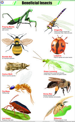 Beneficila Insects Chart
