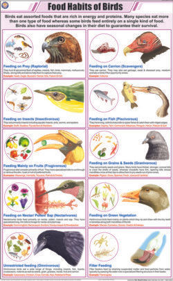 Food Habits of Birds Chart