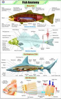 Fish Anatomy Chart