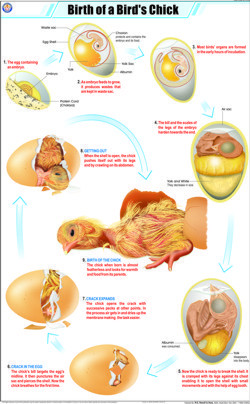 Birth of a Bird's Chick Chart