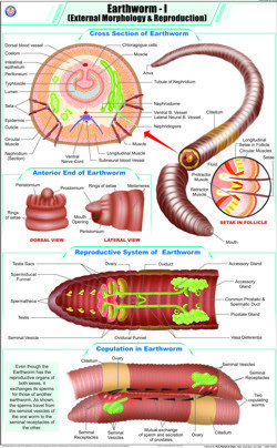 Earthworm l  Ext. Morphology & Reproduction Chart