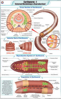 Earthworm l  Ext. Morphology & Reproduction Chart