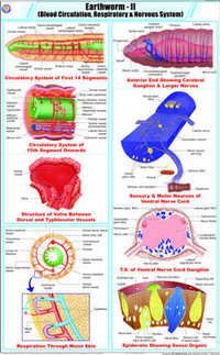 Earthworm ll Blood Circulation, Respiratory & Nervous System