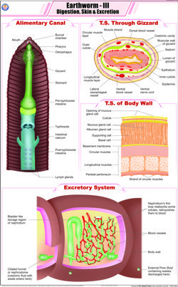 Earthworm III Digestion , Skin & Excretion Chart