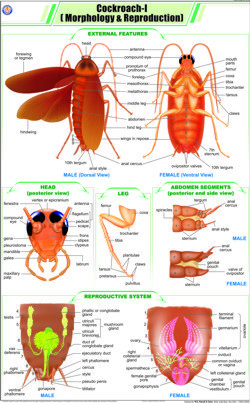 Cockroach l Morphology & Reproduction Chart