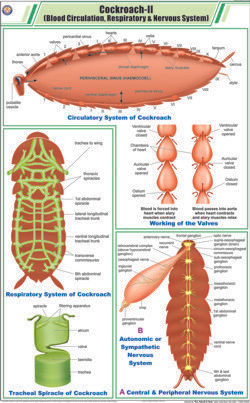 Cockroach Ll Blood Circulation, Respiratory & Nervous System Equipment Materials: Art Paper Laminated